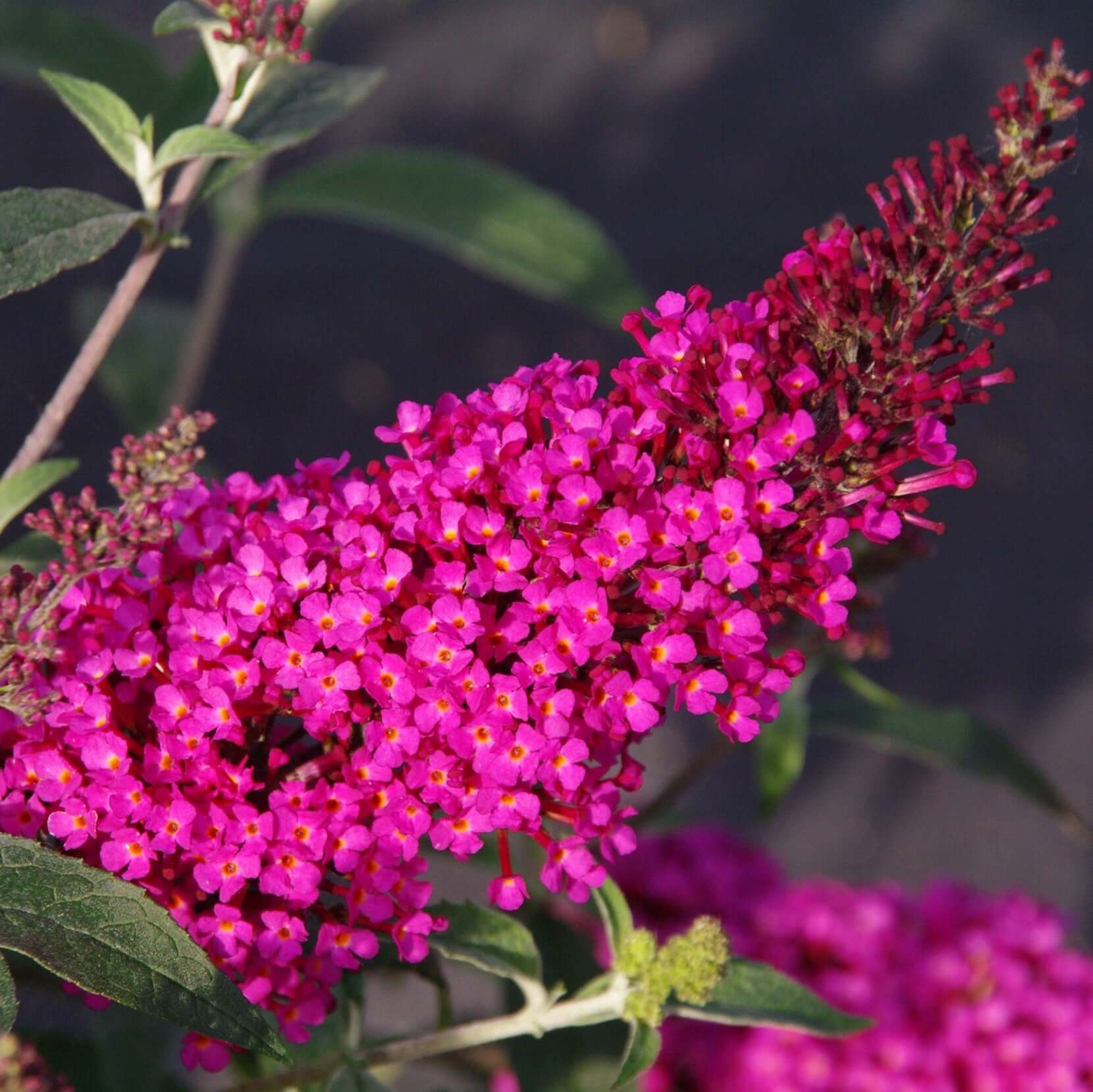 Non-GMO Pink Buddleia Seeds for Gardening