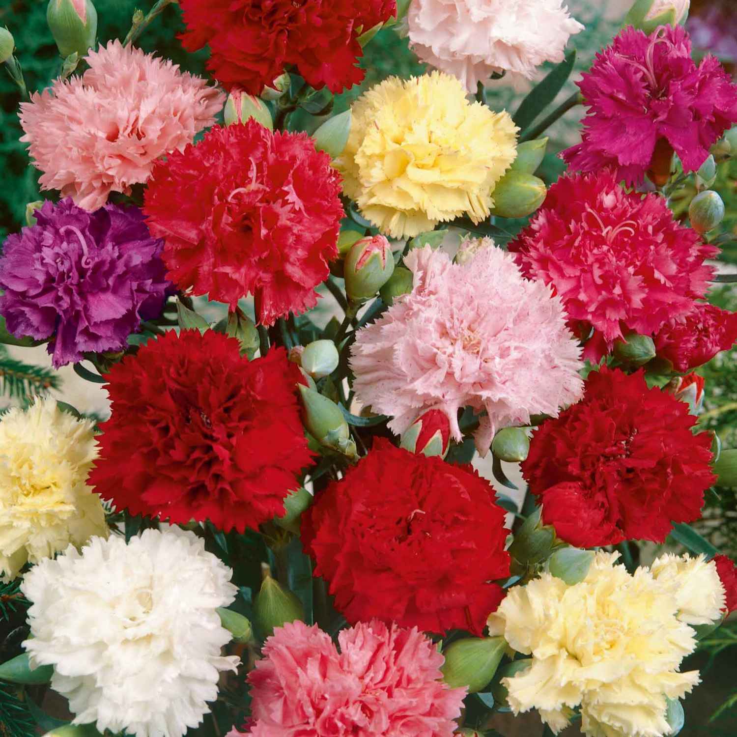 Non-GMO Pink Carnation Seeds for Gardening