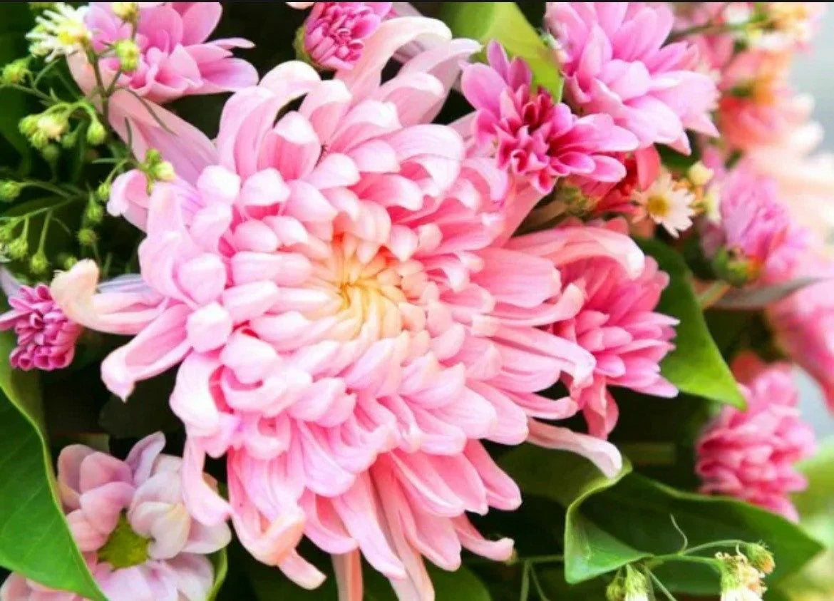 Non-GMO Pink Chrysanthemum Seeds for easy pot planting