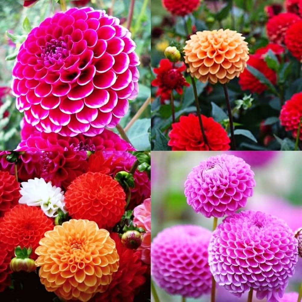 Non Gmo Pink Dahlia Pompon Seeds
