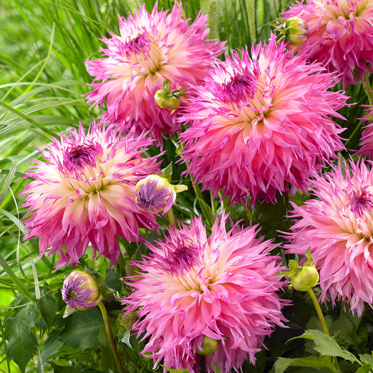 Non-GMO Pink Mix Two-Color Dahlia Seeds for Gardening