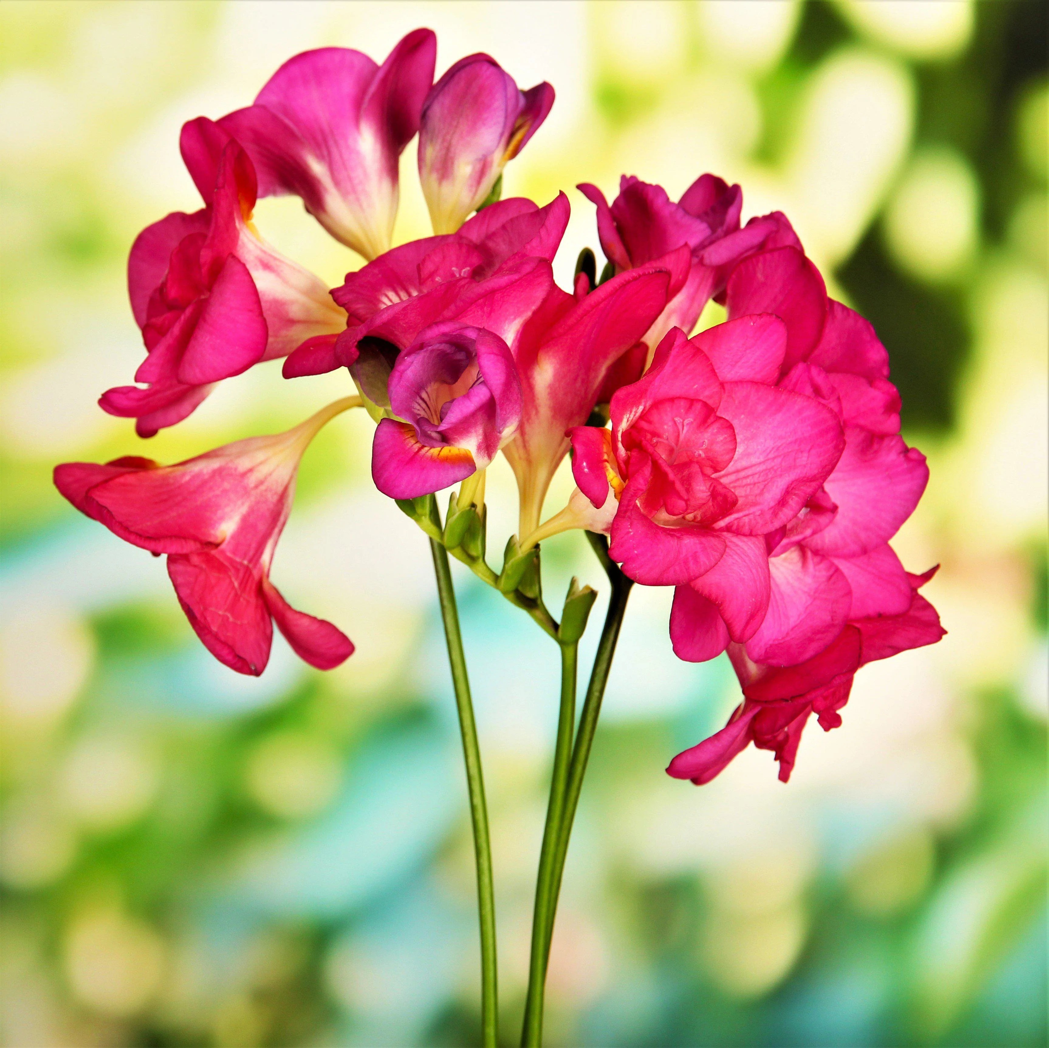 Non-GMO Pink Freesia Seeds for Easy Gardening