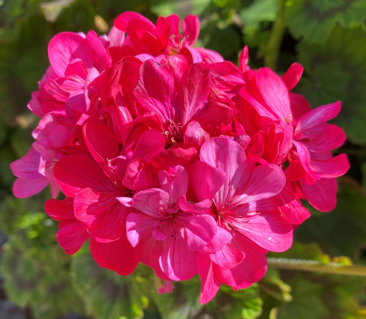 Premium Non-GMO Pink Geranium Seeds