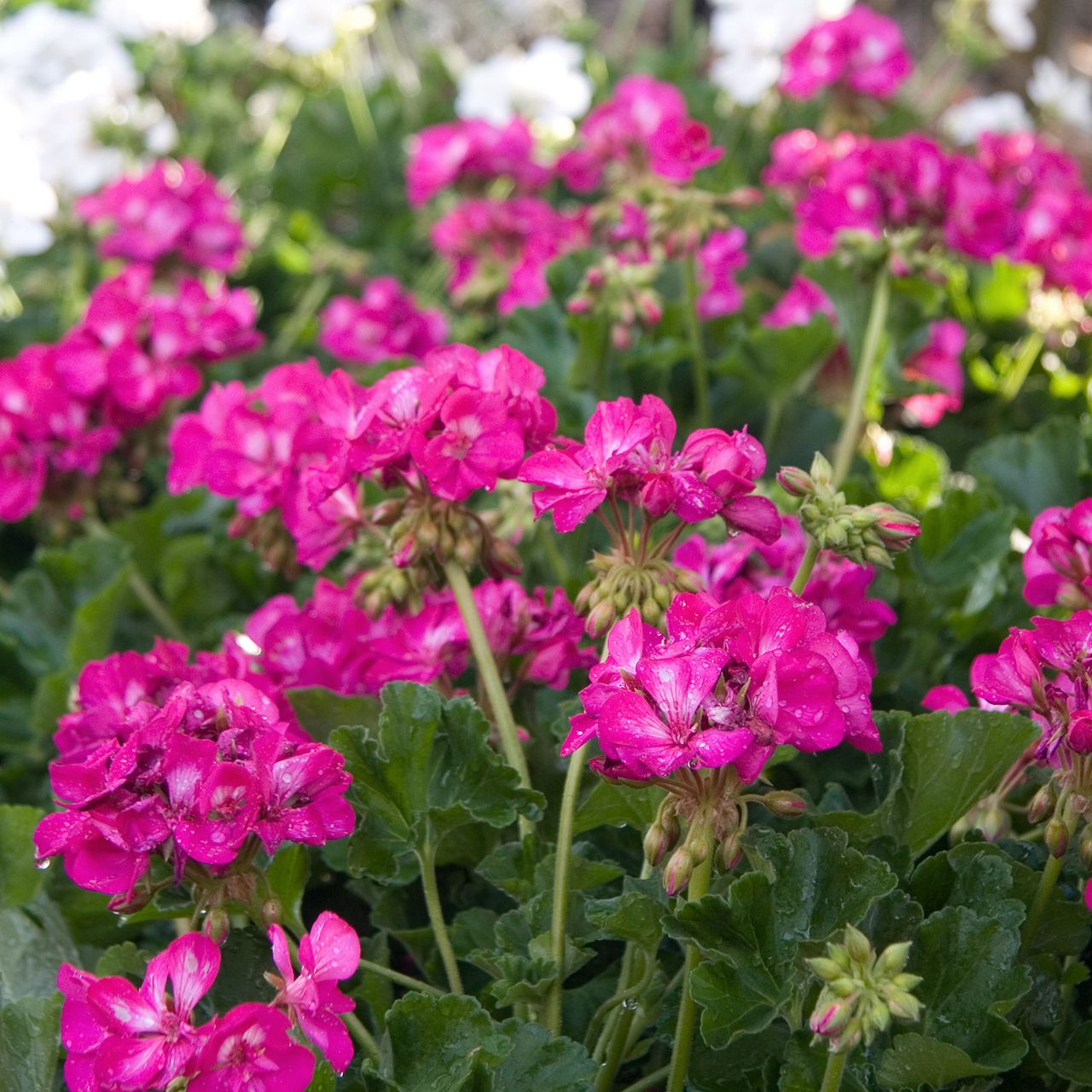 Non-GMO Pink Geranium Seeds for Gardening