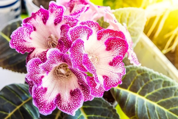 Non-GMO Pink Gloxinia Seeds for Gardening