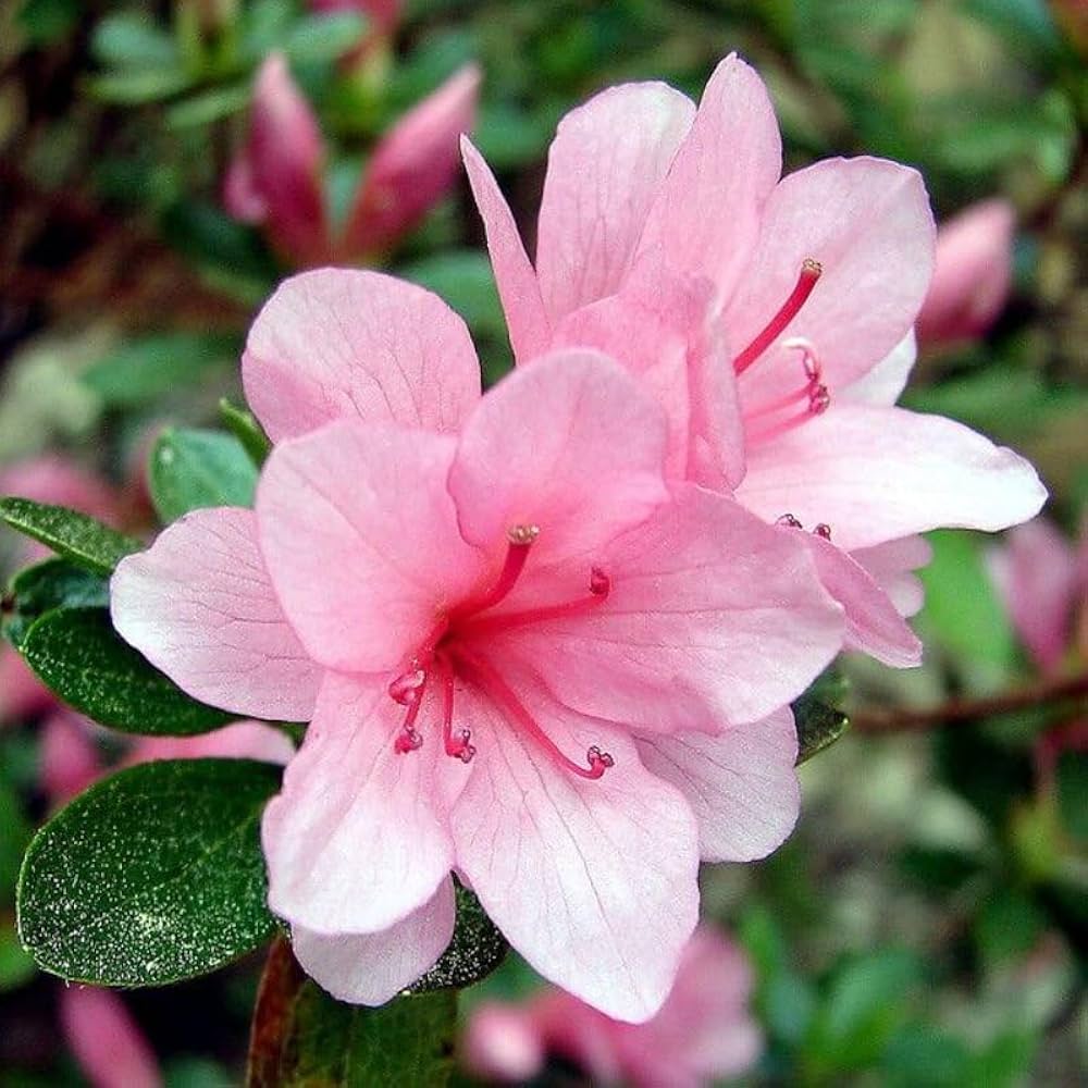 Non-GMO Pink & Green Azalea Flower Seeds