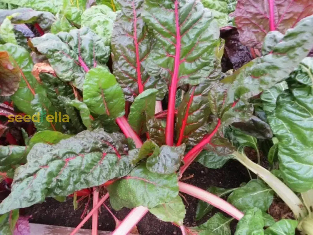 Non GMO Pink Green Swiss Chard seeds for cool-season planting
