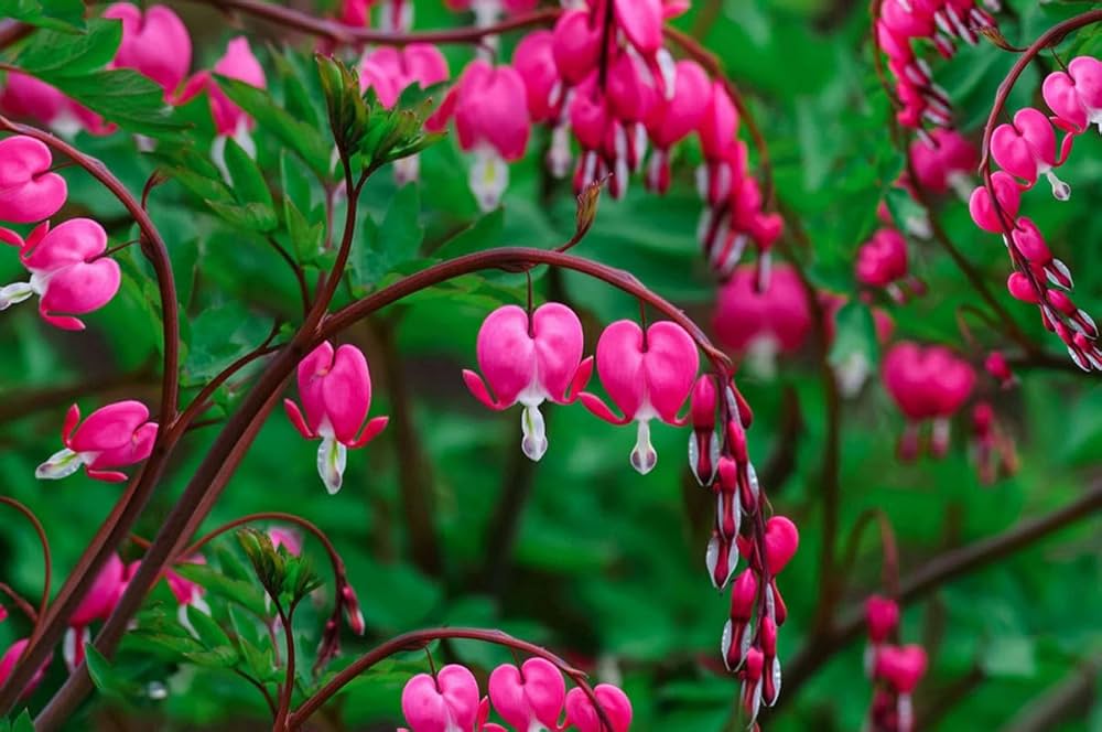 Non-GMO Pink Heart Flower Seeds for Home Gardening