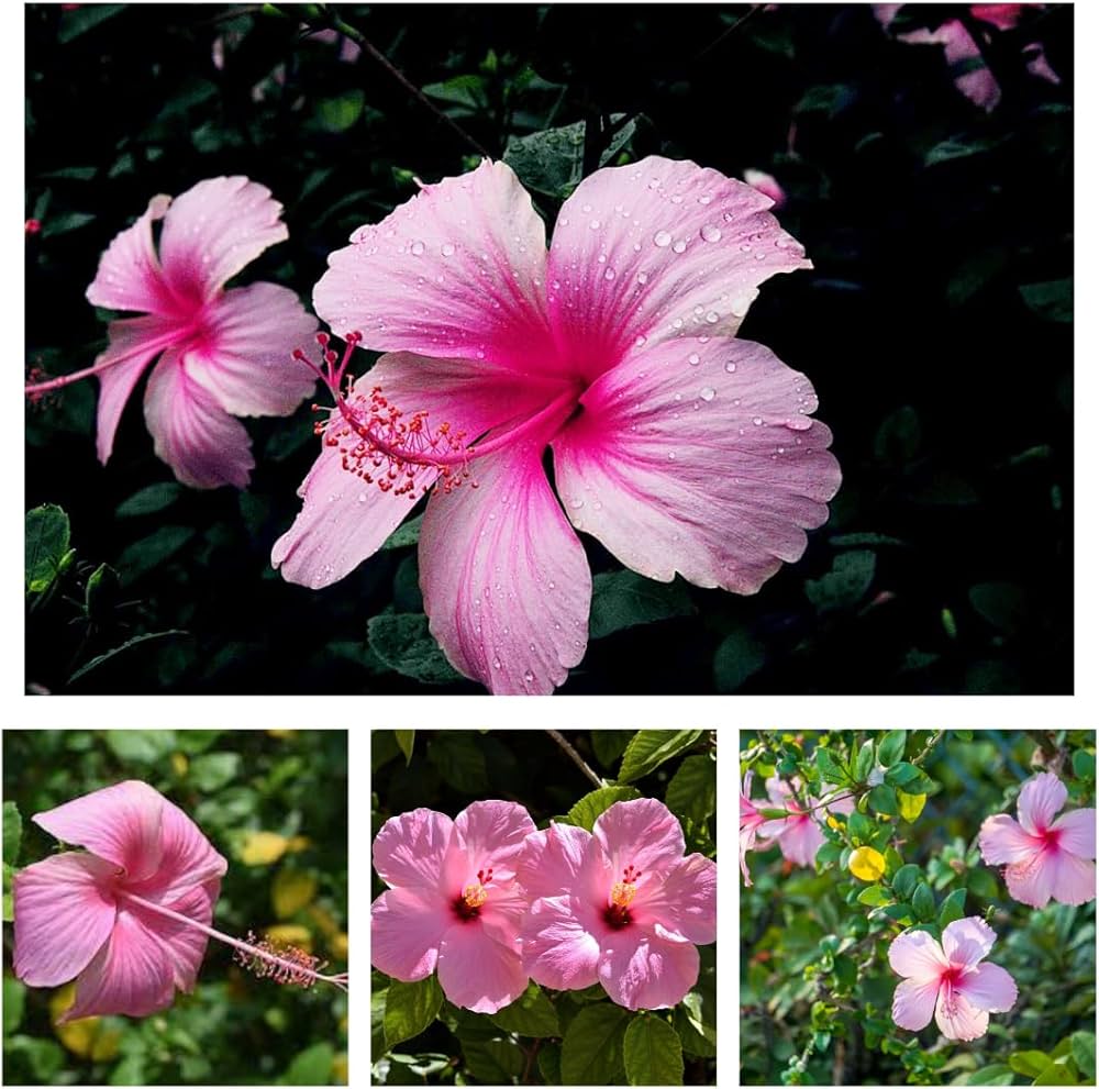 Non Gmo Pink Hibiscus Seeds