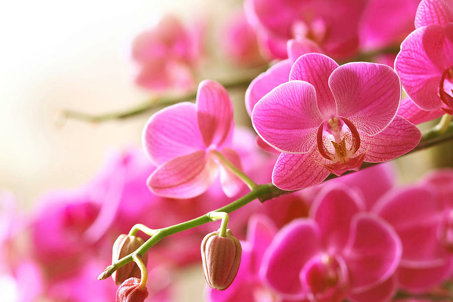 Non-GMO Pink Orchid Seeds for Gardening