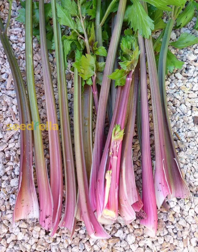 Non GMO Pink Plume celery seeds