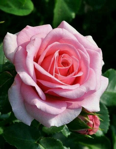 Premium Non-GMO Pink Rose Seeds