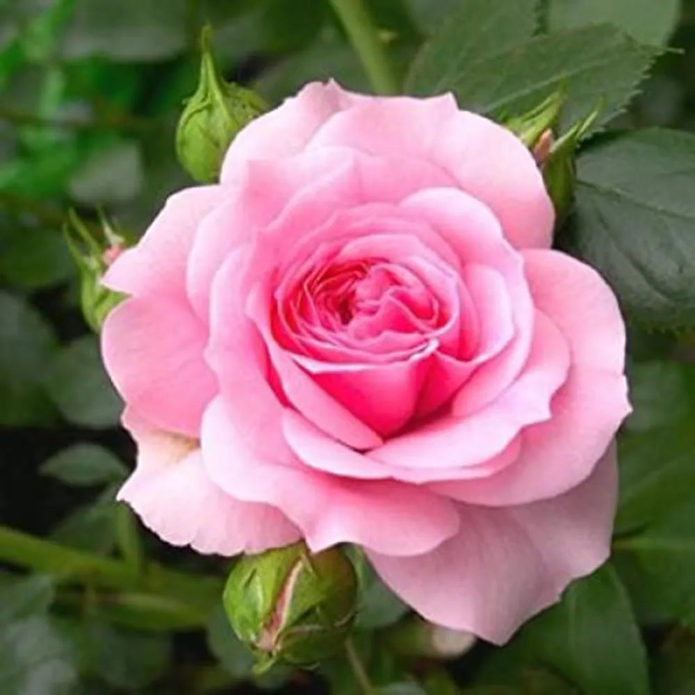 Non-GMO Pink Rose Seeds for Home Gardening