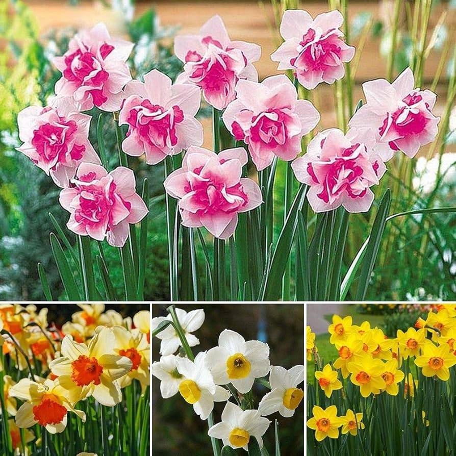 Premium Non-GMO Pink & White Daffodil Seeds
