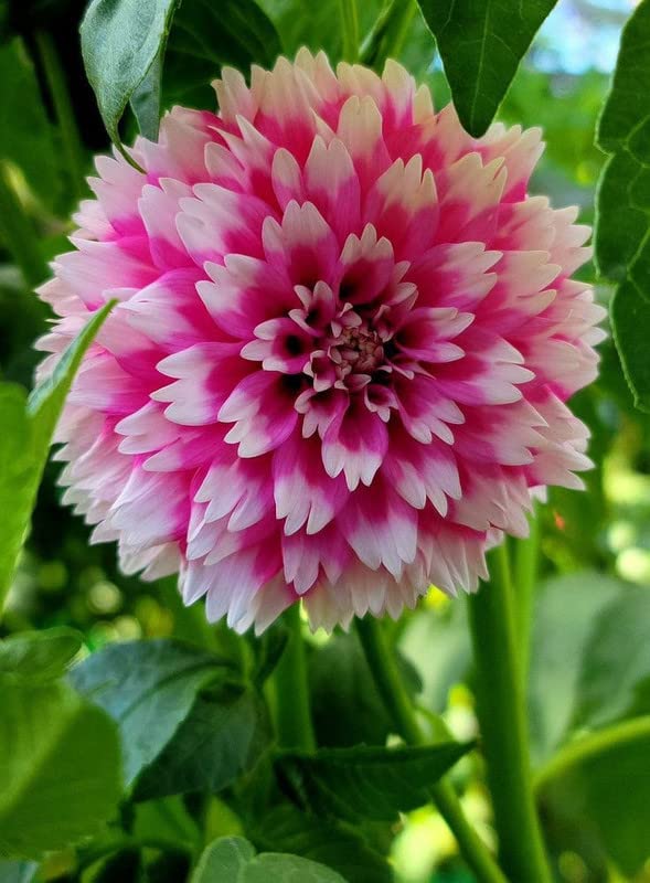 Non-GMO Pink and White Dahlia Seeds for Gardening
