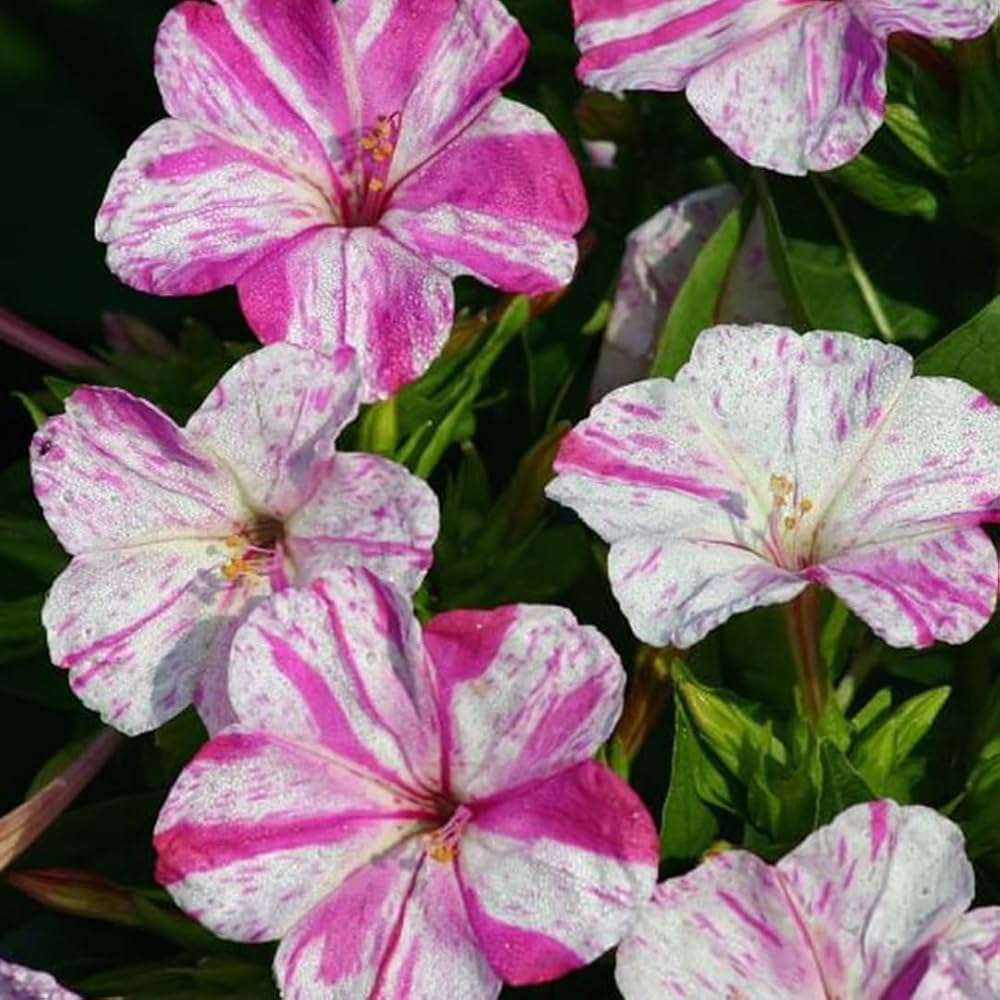 Non-GMO Pink & White Mirabilis Seeds for Gardening
