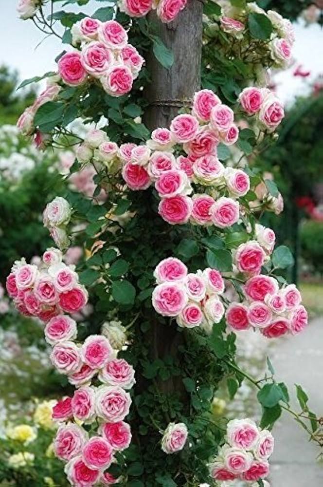 Non-GMO Pink and White Climbing Rose Seeds