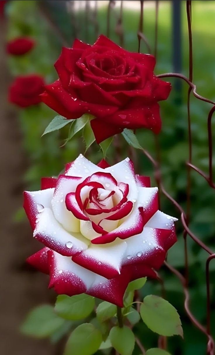Non-GMO Pink and White Rose Seeds