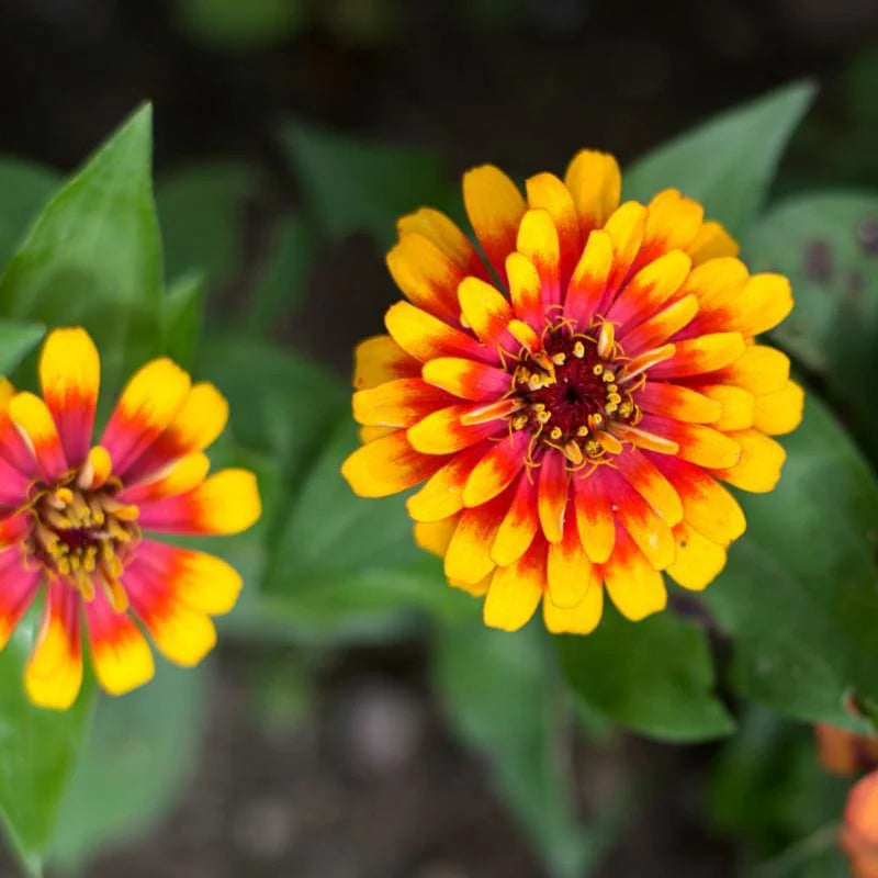 Non-GMO Pink & Yellow Zinnia Flower Seeds