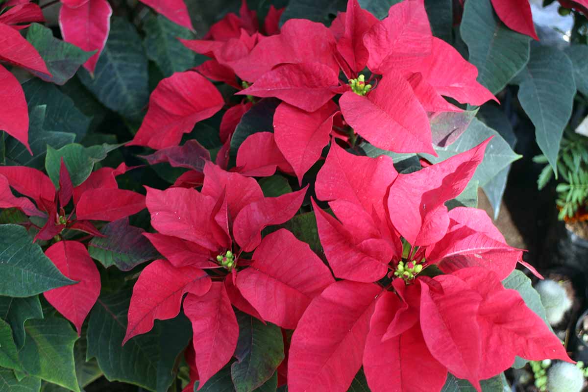 Poinsettia seeds for pots, borders, and containers
