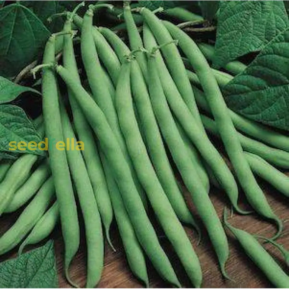 Non GMO Pole Bean garden seeds