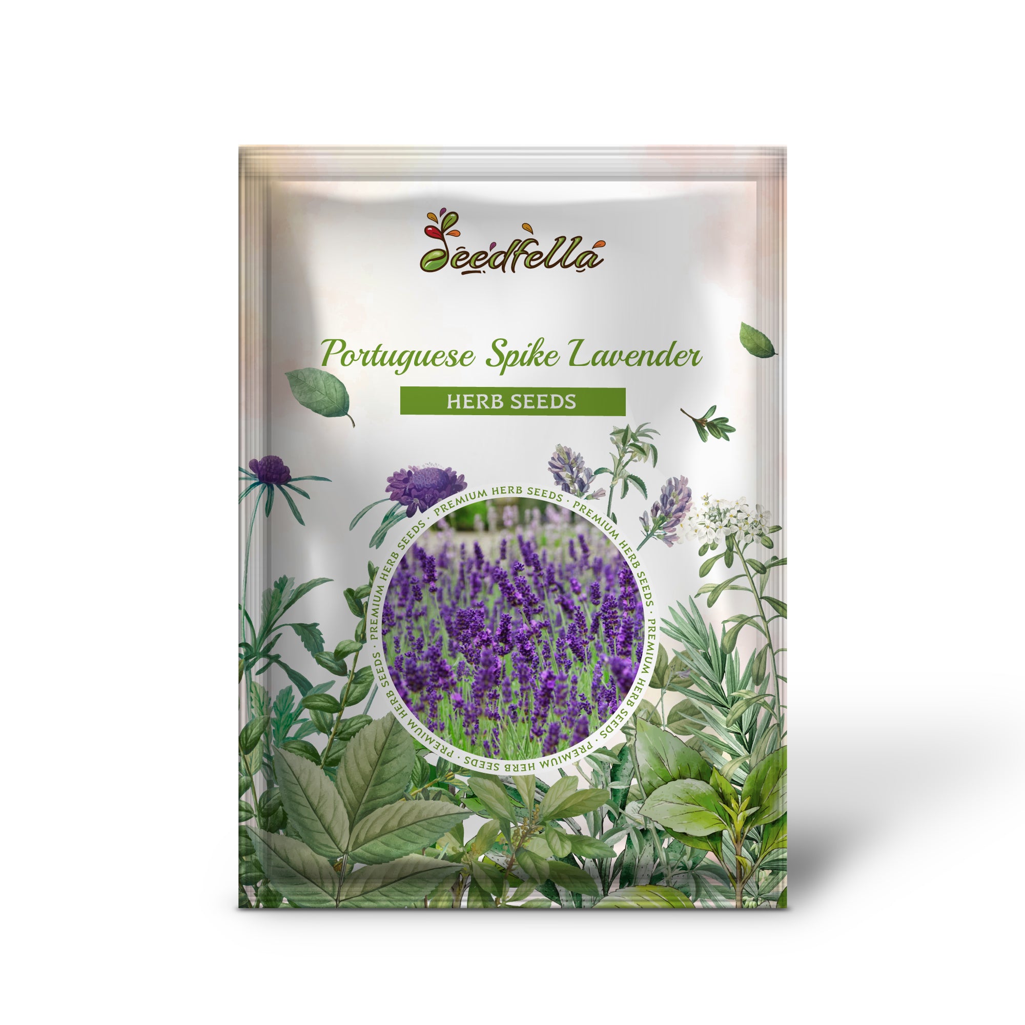 Non GMO Portuguese Spike Lavender seedlings emerging from soil