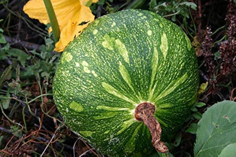 Non-GMO Pumpkin seeds for vegetable patch