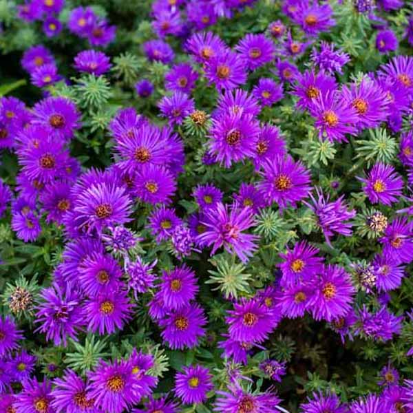 Non-GMO Purple Aster Callistephus Seeds for Home Gardening
