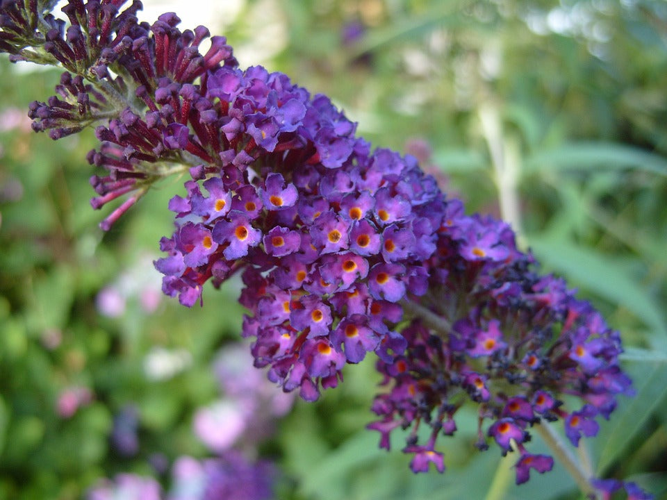 Non-GMO Purple Astilbe Seeds for Gardening