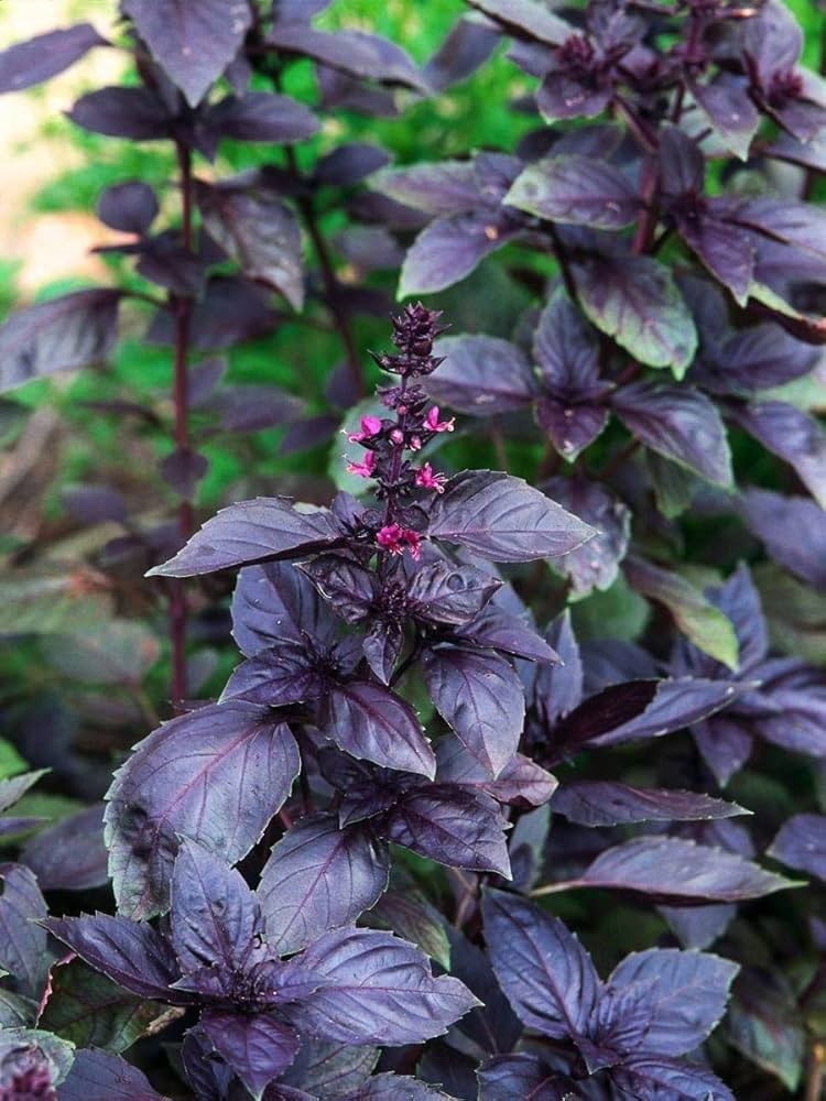 Glossy purple foliage of Dark Opal Basil grown from non-GMO seeds