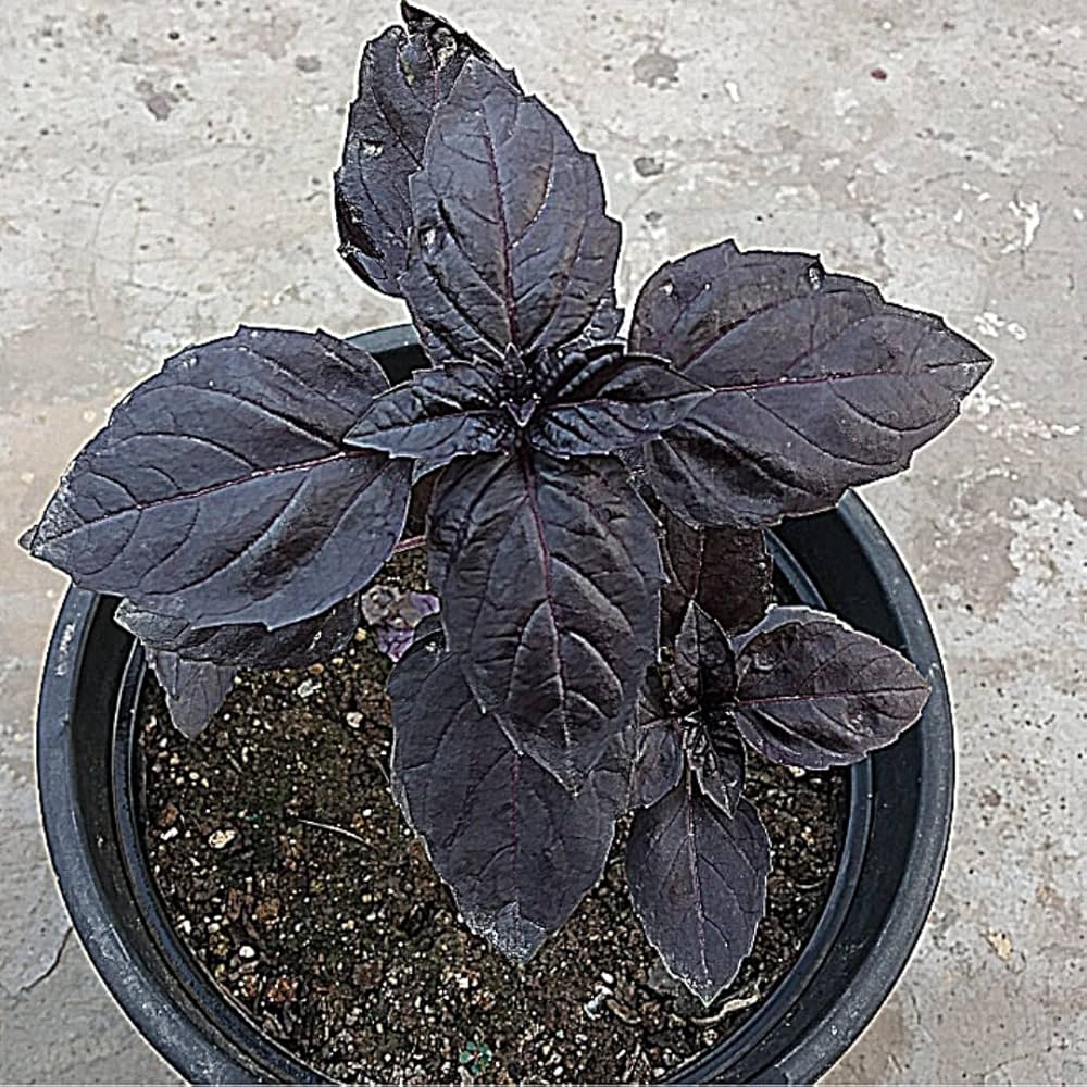 Non GMO purple basil seeds