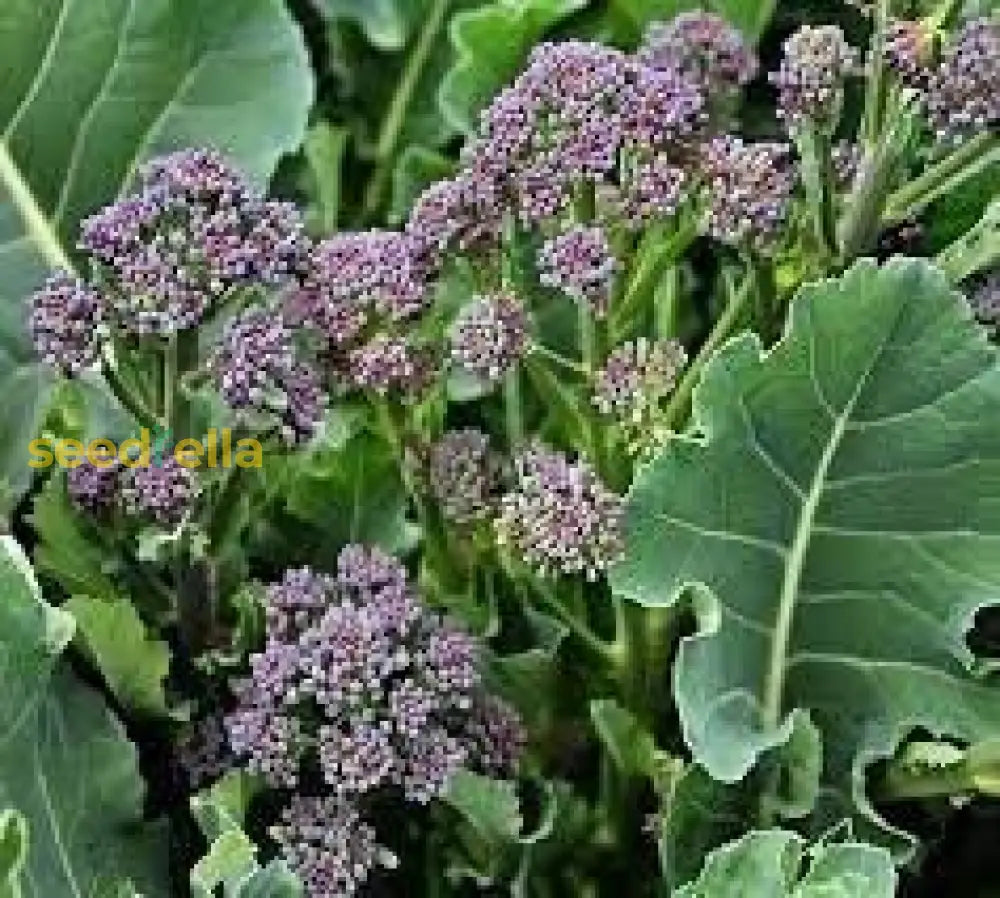 Non GMO Purple Broccoli seeds