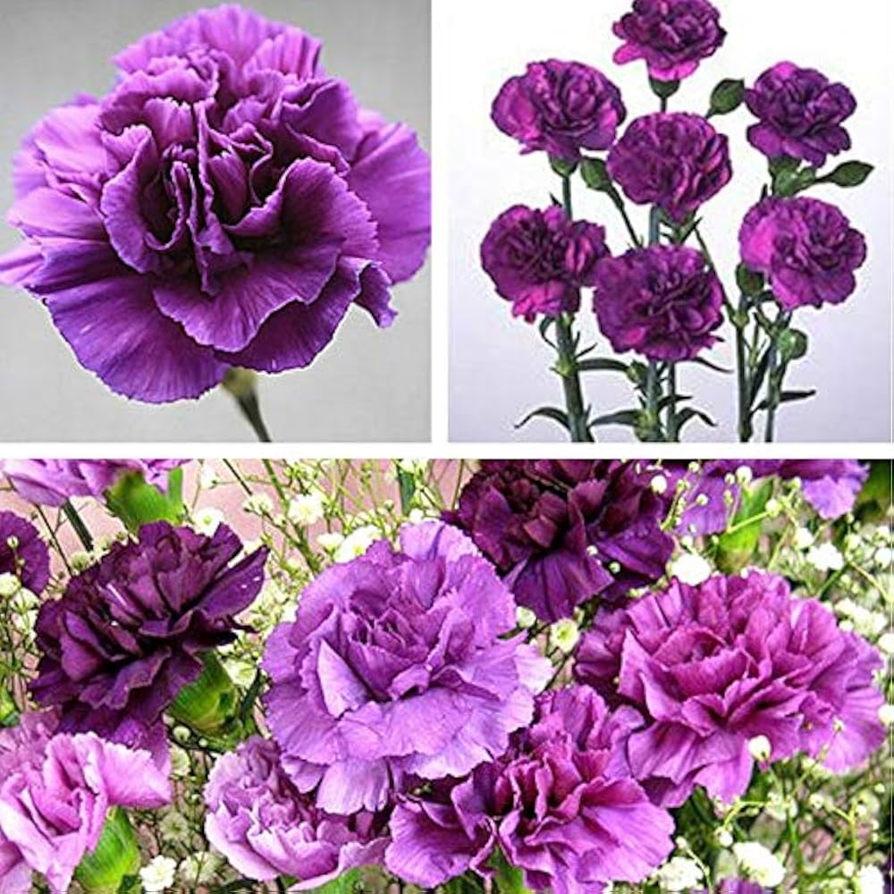 Non-GMO Purple Carnation Seeds for Gardening