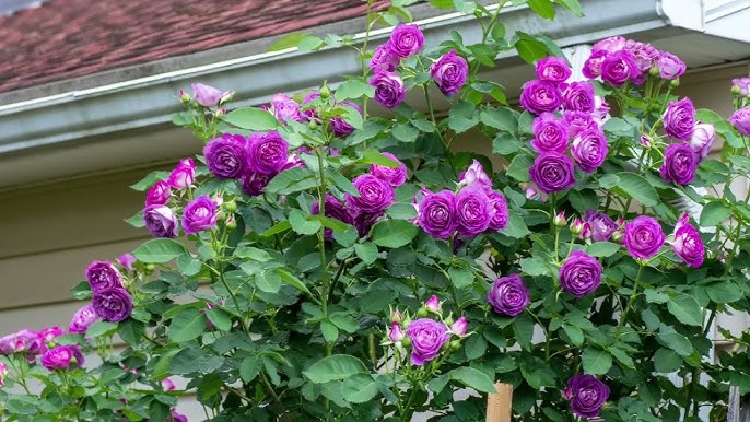 Non-GMO Purple Climbing Rose Seeds for Gardening