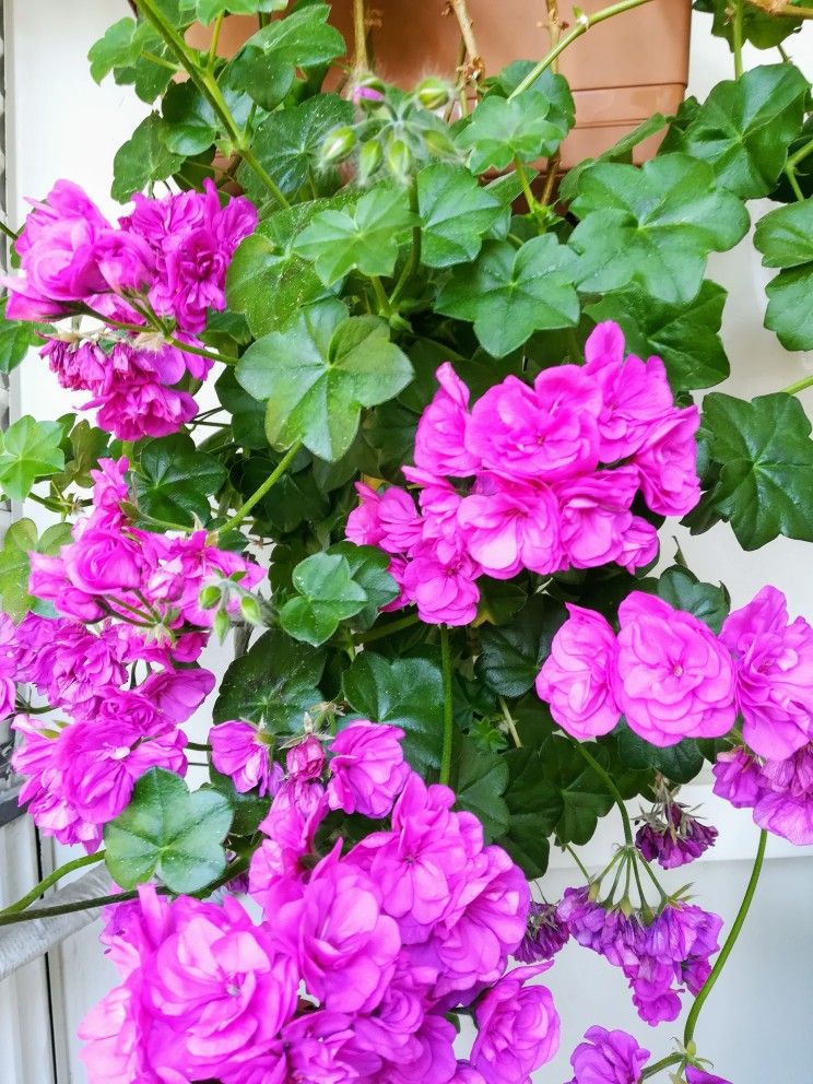 Non-GMO Purple Geranium Seeds for Home Gardening