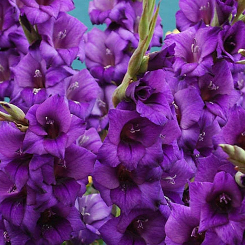 Non-GMO Purple Gladiolus Seeds for Home Gardening
