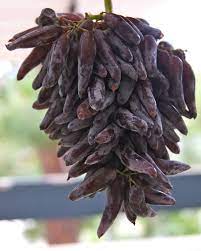 Non-GMO Purple Finger Grape seeds for easy planting