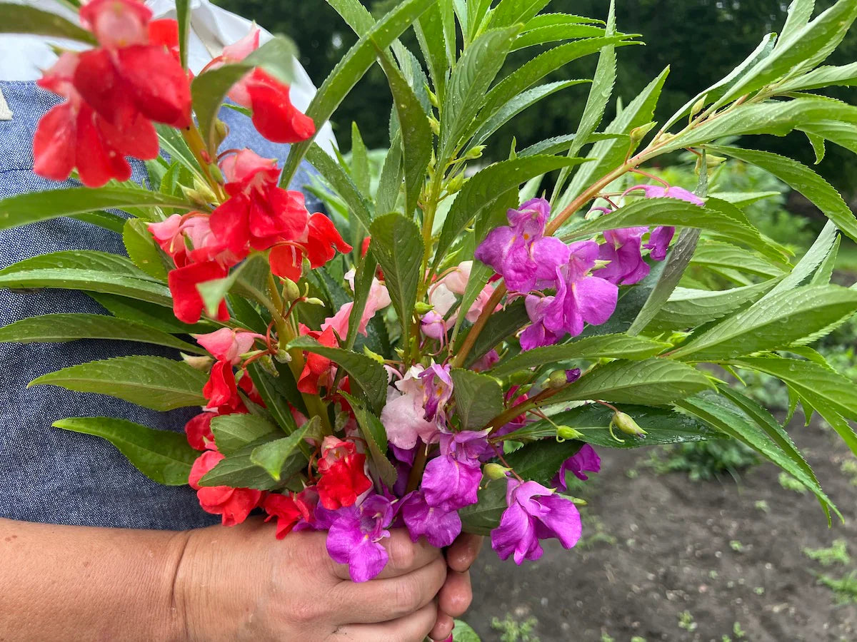Non-GMO Purple Impatiens Balsamina Seeds