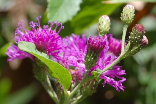 Non GMO Purple Ironweed wildflower seeds