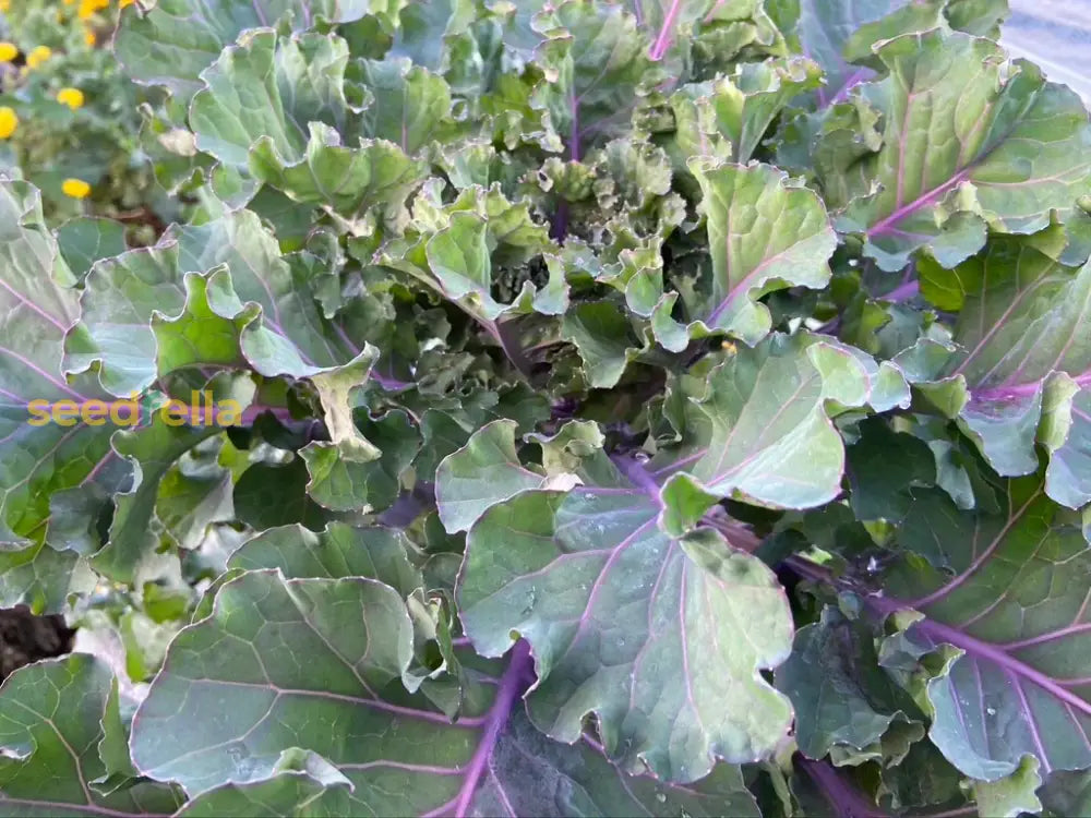 High germination Purple Kalettes seeds for gardening