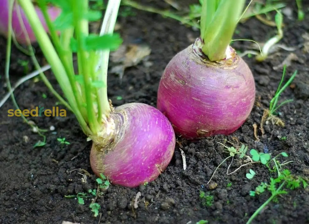 Non-GMO Purple Rutabaga seeds for planting