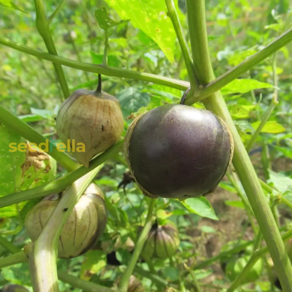 High germination Purple Tomatillo seeds for gardening