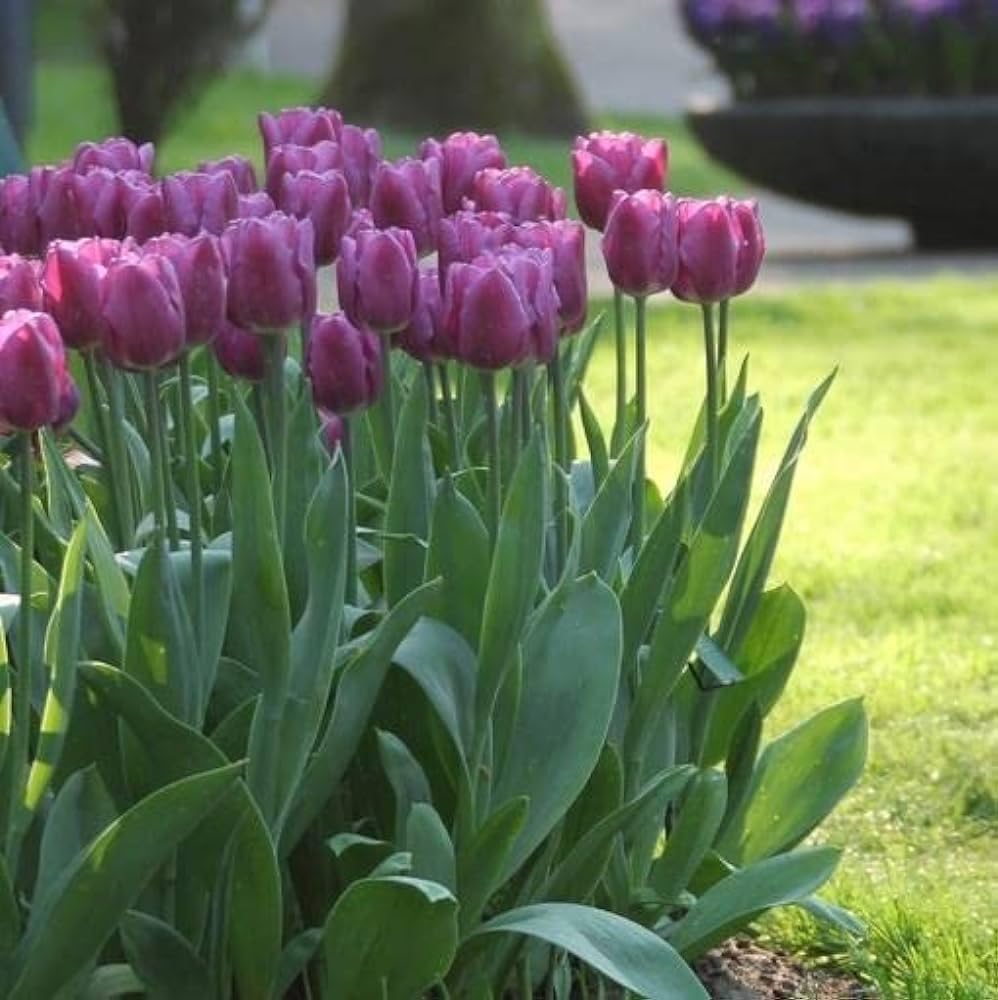 Non-GMO Purple Tulip Bulb Flower Seeds for Gardening