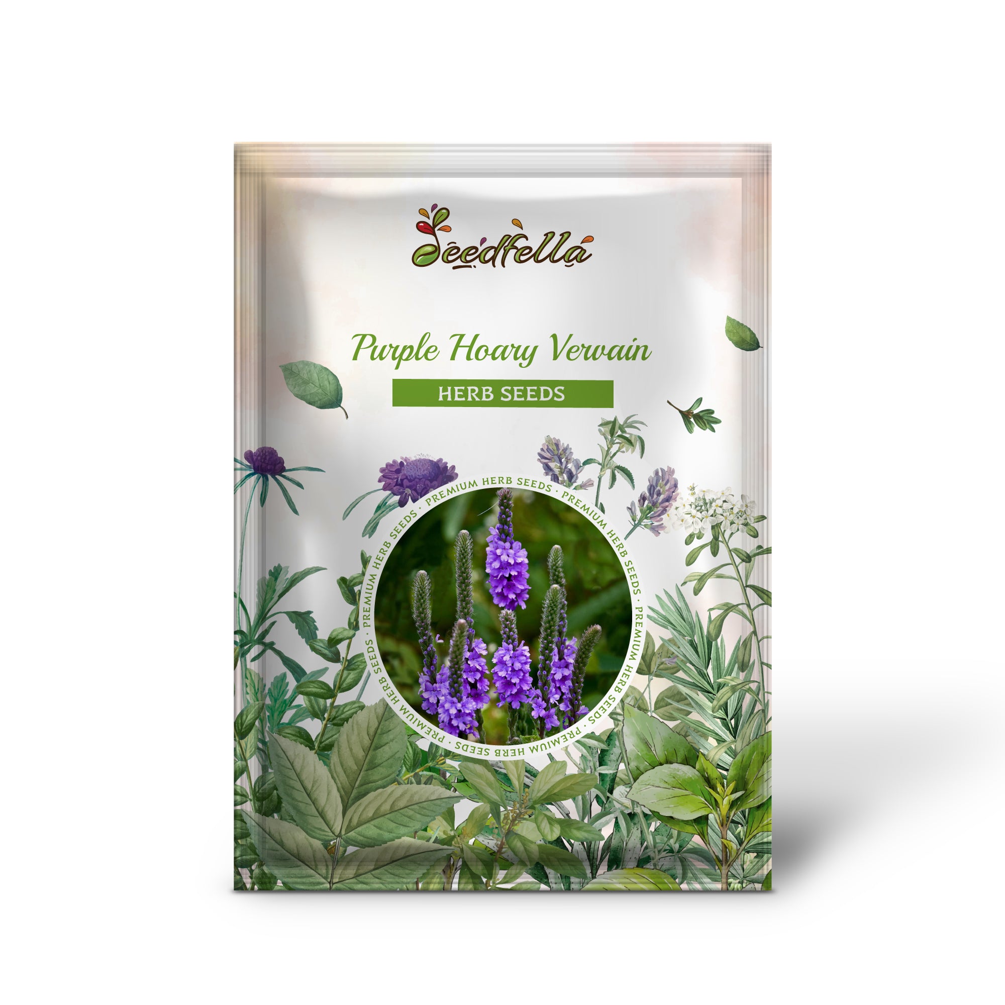 Non GMO Purple Hoary Vervain seedlings emerging from soil