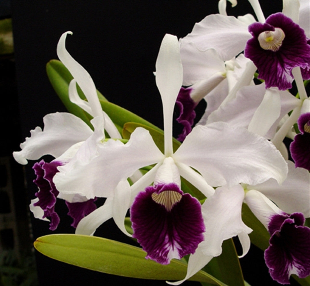 Non-GMO Purple & White Orchid Seeds for Gardening