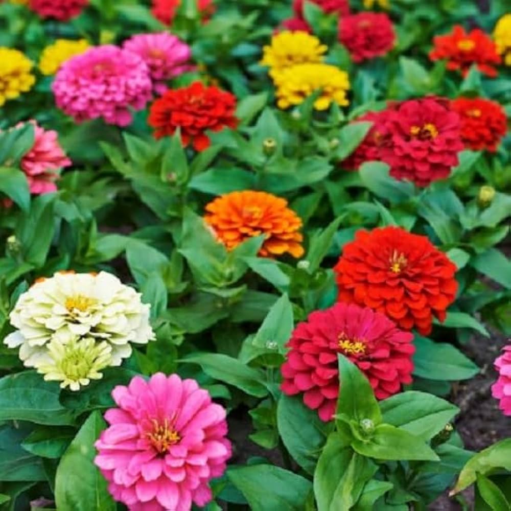 Non-GMO Purple & Yellow Zinnia Flower Seeds
