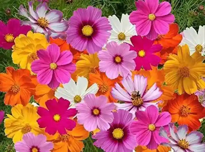 Non Gmo Quercifolia Mix Seeds