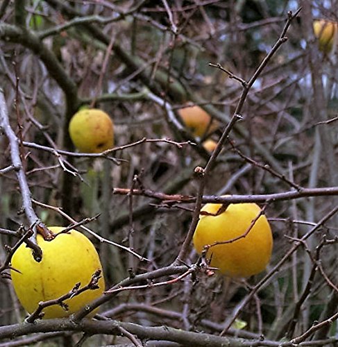 Non-GMO quince seeds flowering and fruit-bearing tree