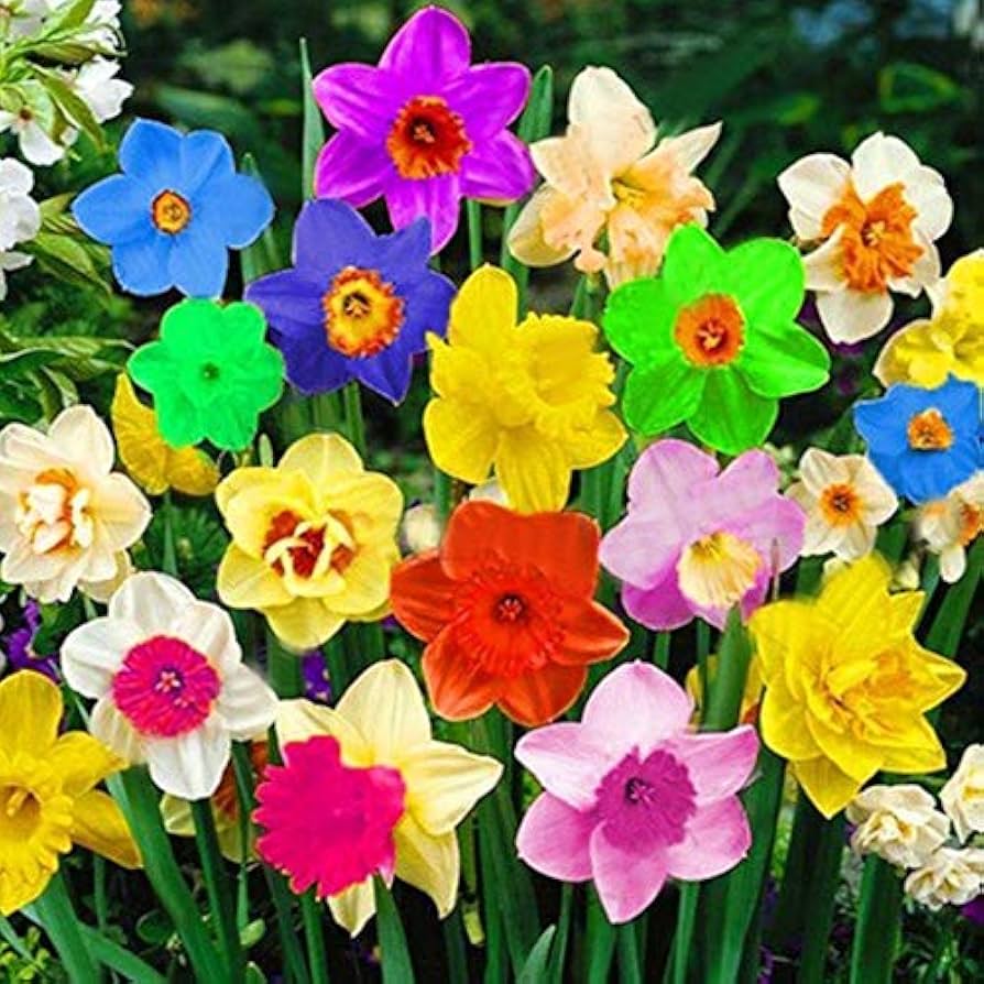 Non-GMO Rainbow Daffodil Seeds for Planting
