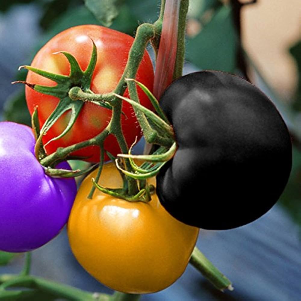 Non GMO rainbow tomato seeds